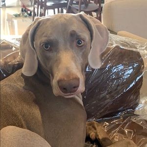 Meet your Posher, Mirtha